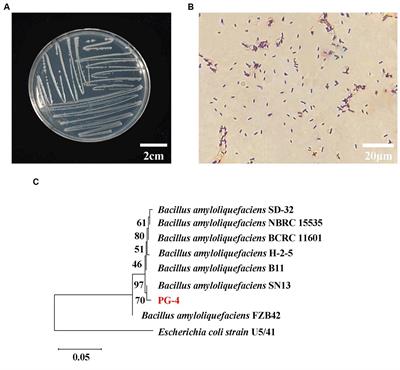 Physio-biochemical and transcriptomic analysis of Bacillus amyloliquefaciens PG-4-induced salt stress tolerance in Macrotyloma uniflorum